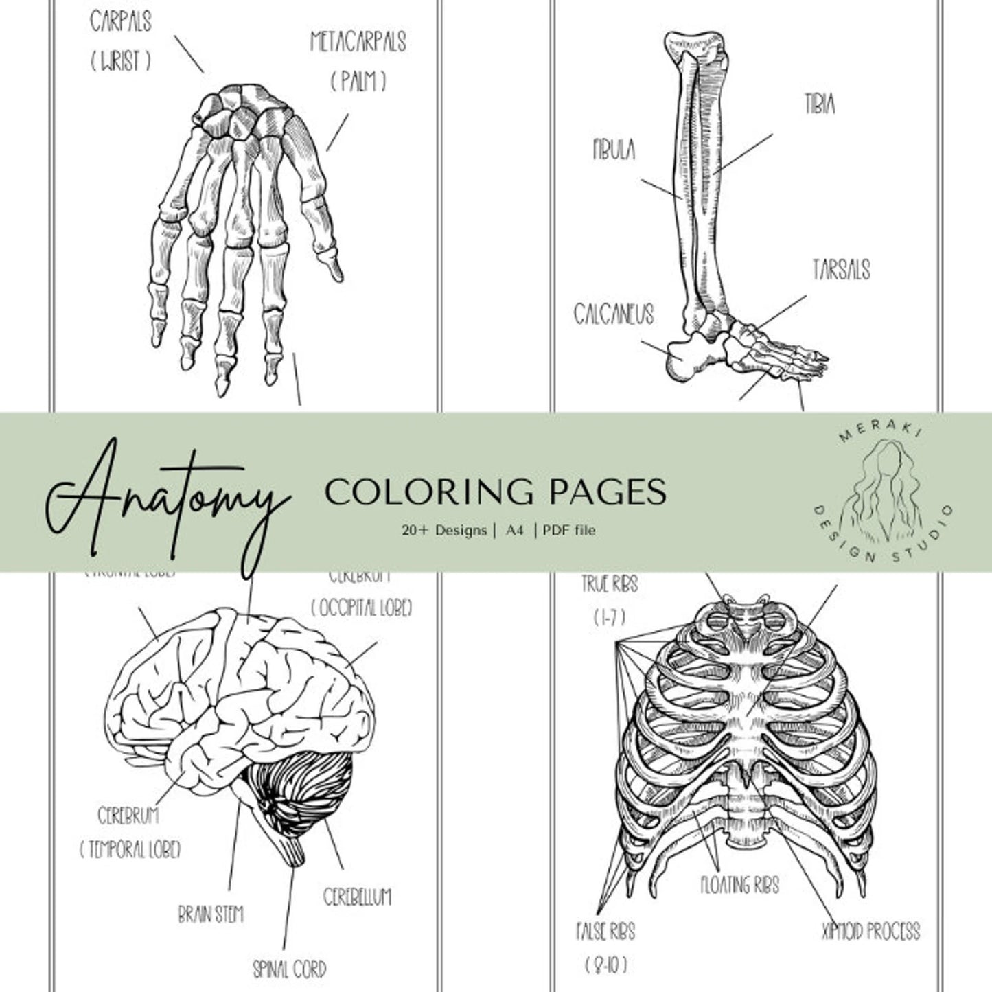 Human Anatomy Coloring Book - Meraki Design Studio