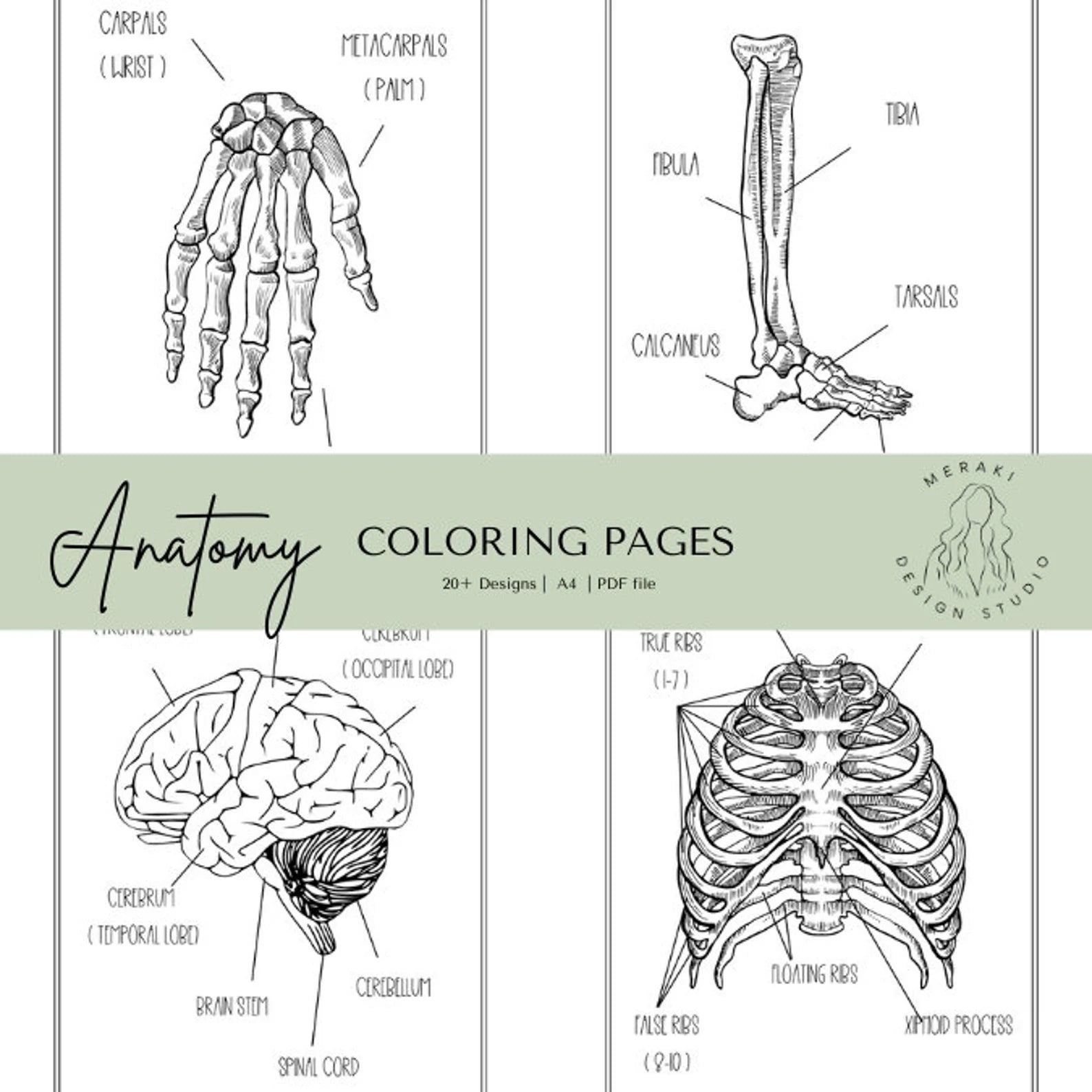 Human Anatomy Coloring Book - Meraki Design Studio