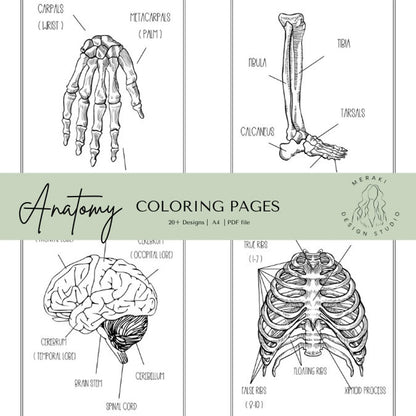 Human Anatomy Coloring Book - Meraki Design Studio